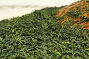 Lục An Qua Phiến – Cực phẩm lục trà trong “Thập đại danh trà Trung Hoa”