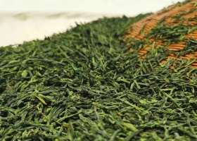 Lục An Qua Phiến – Cực phẩm lục trà trong “Thập đại danh trà Trung Hoa”