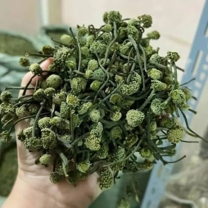 Nụ tam thất sấy khô 100 gram